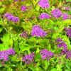 Spiraea japonica 'Golden Princess'