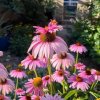 image Photoroom (28) (1)