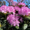 image (18)