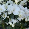 DM foto 2026 05 05T141617.896
