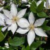 clematis