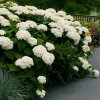 18377 hortenzia stromcekovita white annabelle