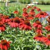 b2efe7abweb horsford echinacea sombrero salsa red 46370 Photoroom (1)