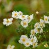 white Photoroom (2)