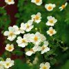 white Photoroom (3)