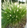 Pennisetum alopecuroides 'Hameln'