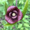 18359 2 asimina trojlalocna prima banan severu