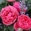 Gartenprinzessin Marie Jose
